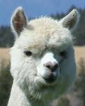 Accoyo Caparina